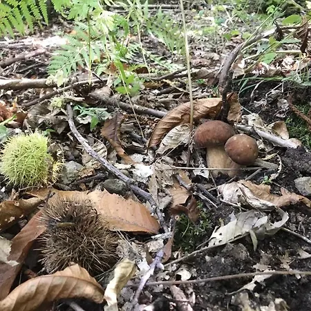 Le Cinque Cime 3* Viggianello