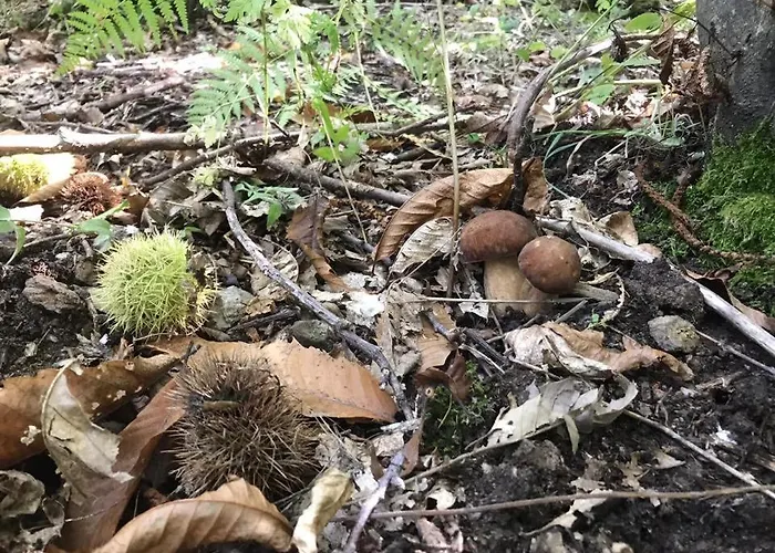 Le Cinque Cime 3* Viggianello