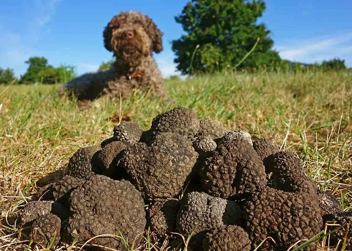 Couette-café Le Cinque Cime Viggianello